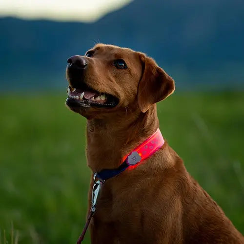 NITEDOG LED COLLAR COVER