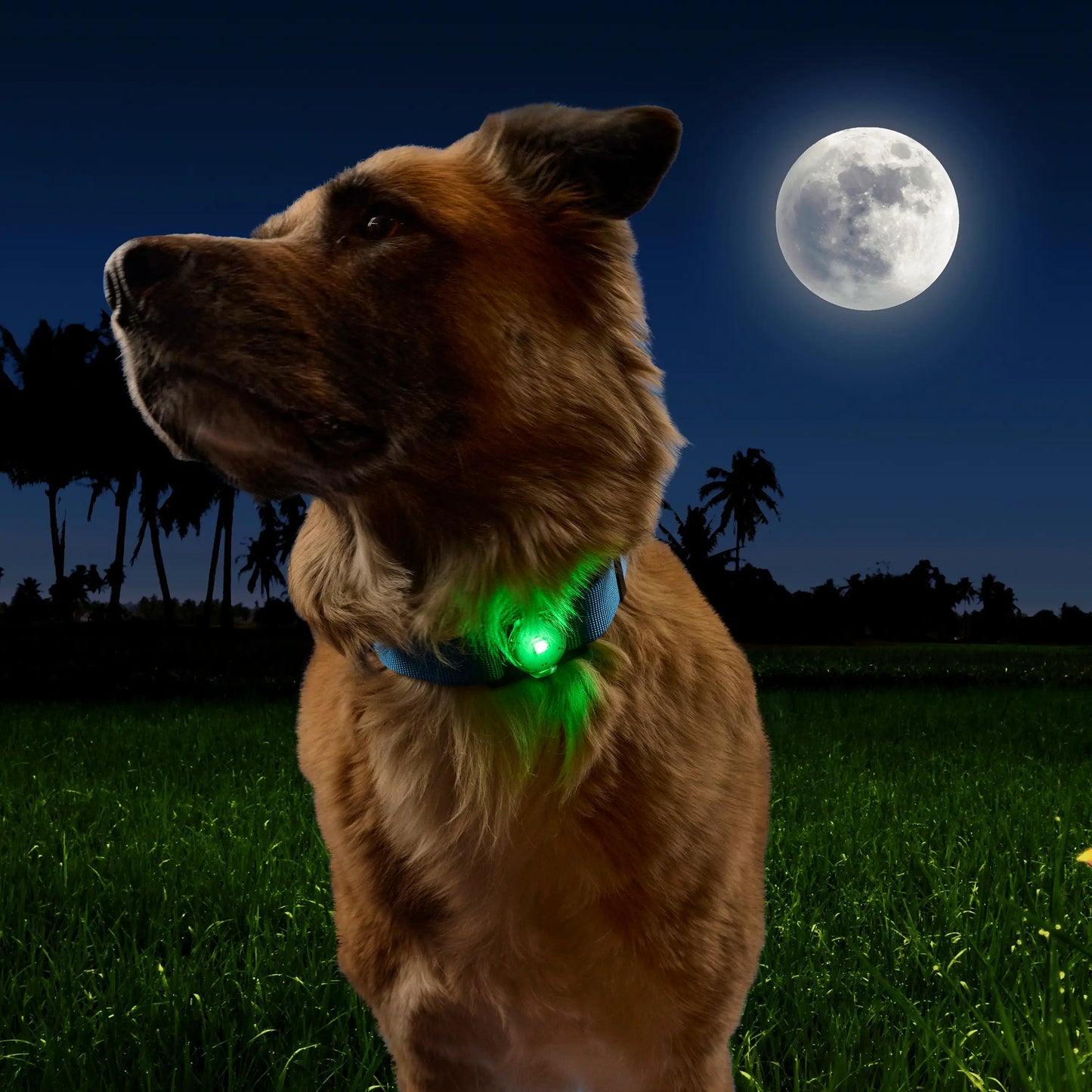 NITEDOG™ RECHARGEABLE PET LIGHT - DISC-O TECH™