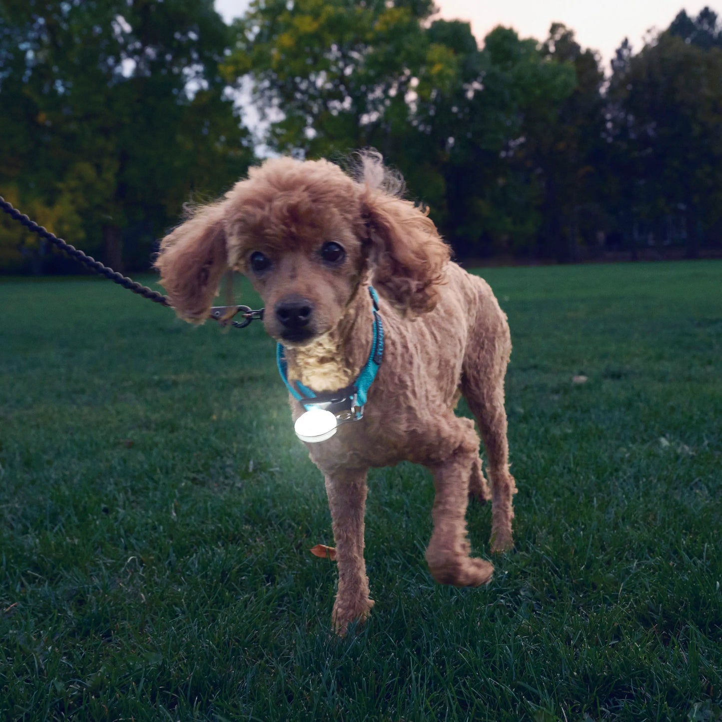 SPOTLIT® RECHARGEABLE COLLAR LIGHT