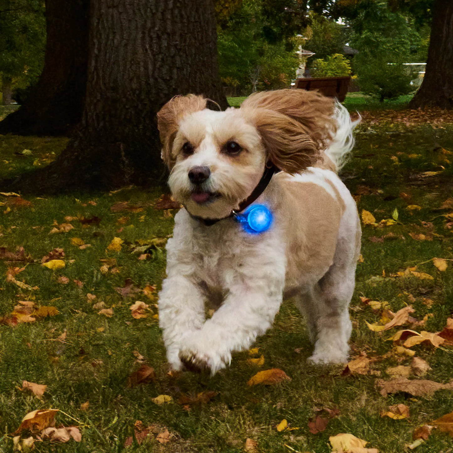 SPOTLIT® RECHARGEABLE COLLAR LIGHT