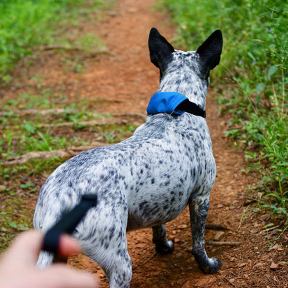 RADDOG ALL-IN-ONE COLLAR LEASH