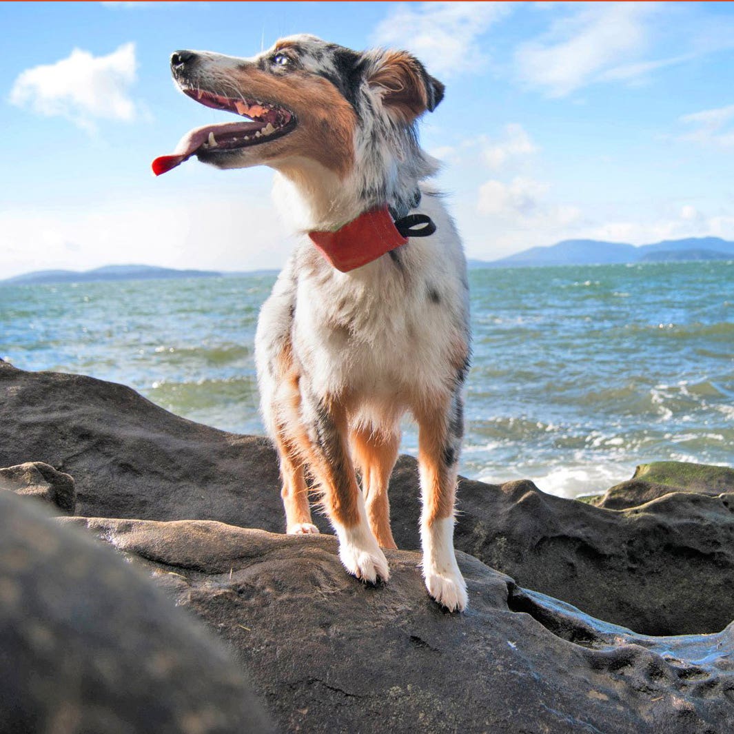 RADDOG ALL-IN-ONE COLLAR LEASH