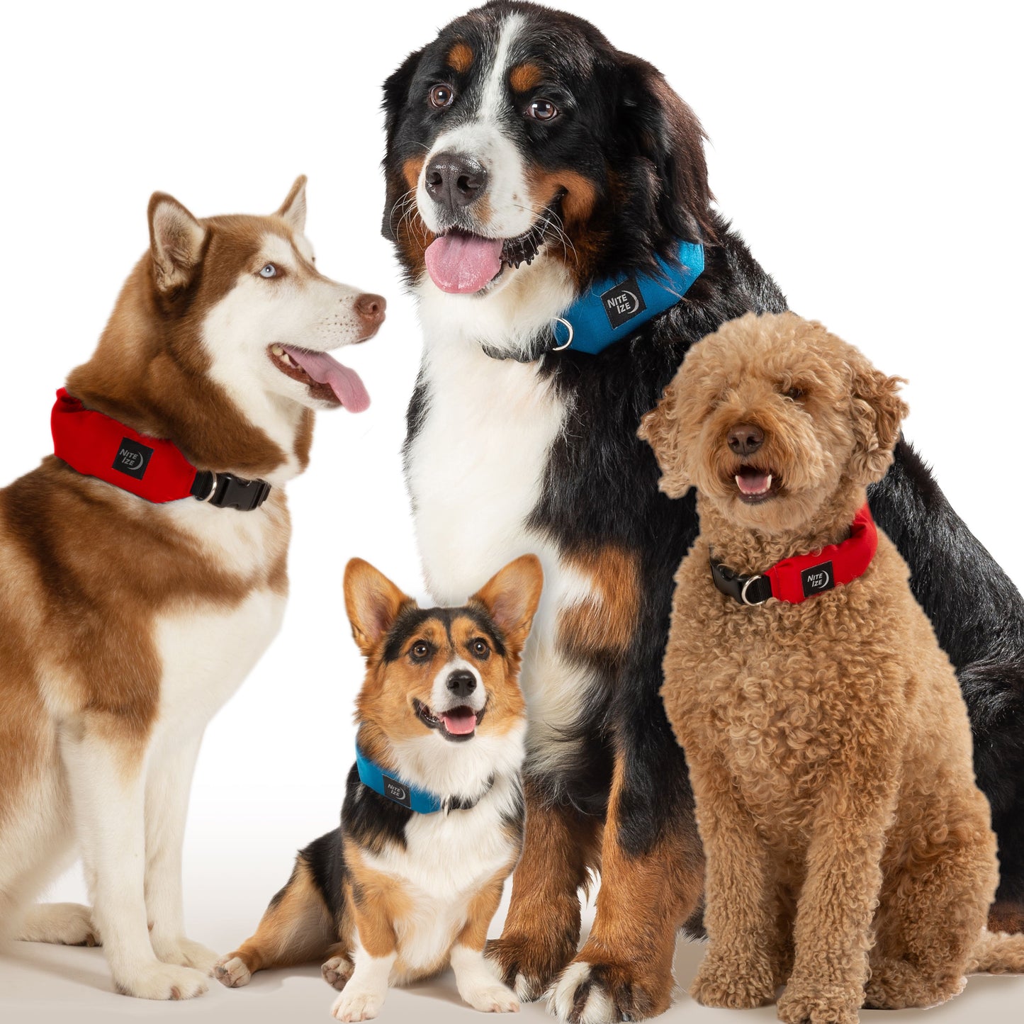 RADDOG ALL-IN-ONE COLLAR LEASH