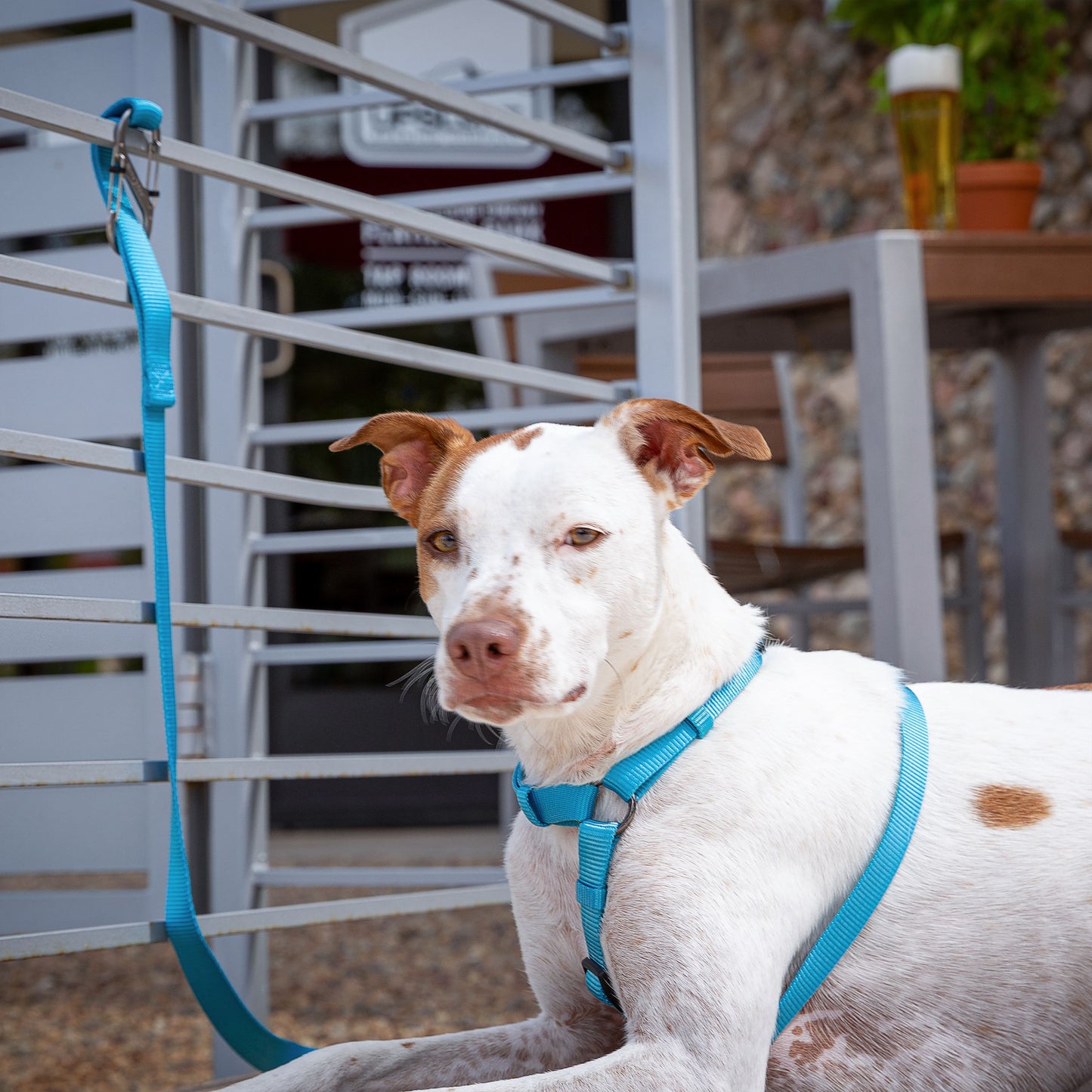 S-BINERS WITH LOCK (PETS)
