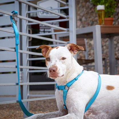 S-BINERS WITH LOCK (PETS)