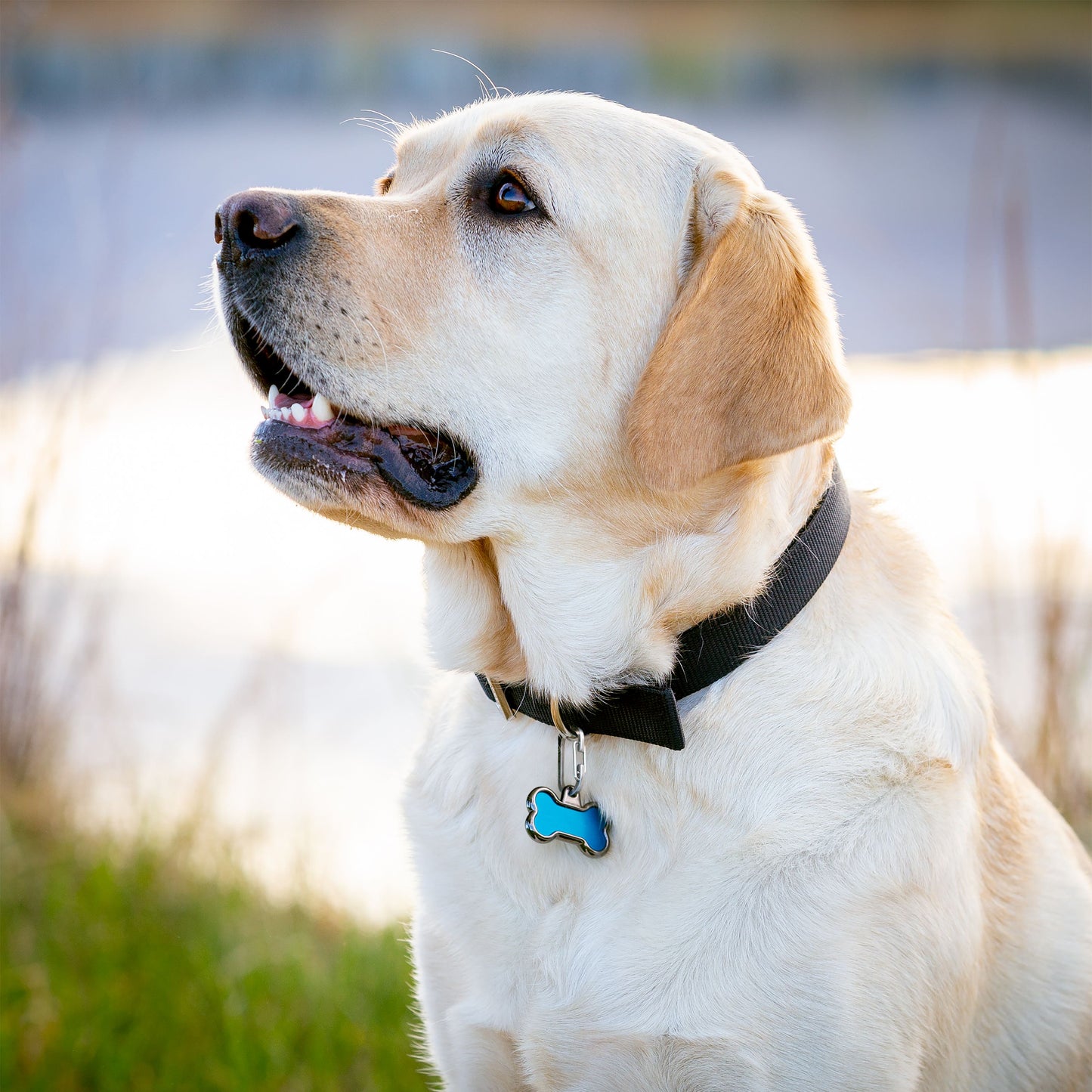 PET TAG MICROLINK CARABINER (SET OF 2)